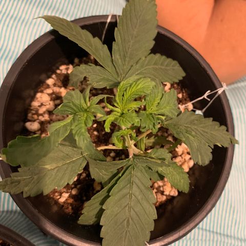 Amazonas 1 growlog timeline photo
