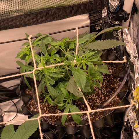 Amazonas 1 growlog timeline photo