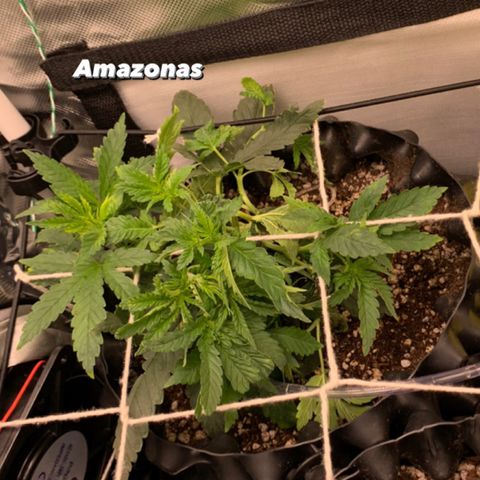 Amazonas 1 growlog timeline photo