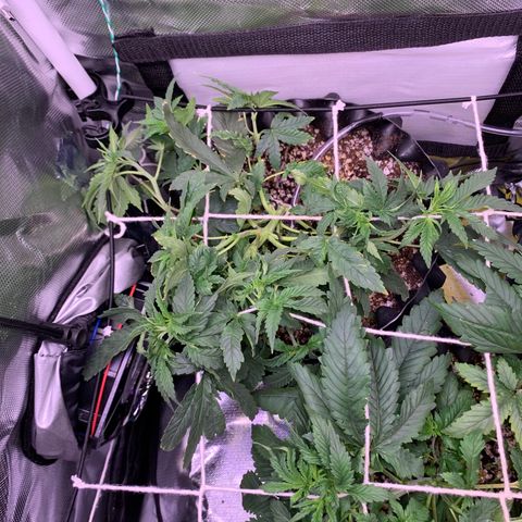 Amazonas 1 growlog timeline photo