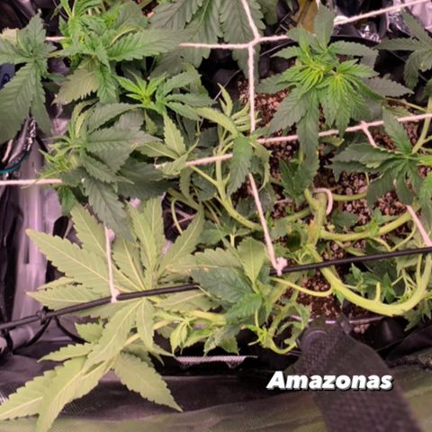 Amazonas 1 growlog timeline photo