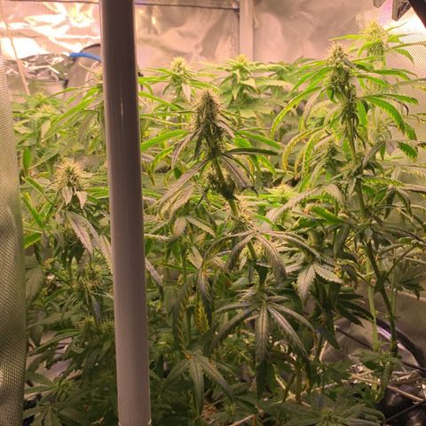Amazonas 1 growlog timeline photo