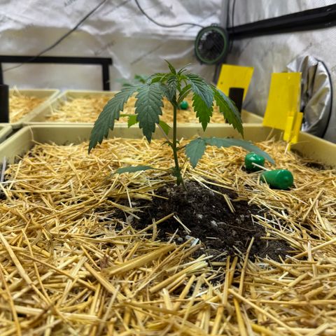 Mountain Jewels growlog photo: MJ #1