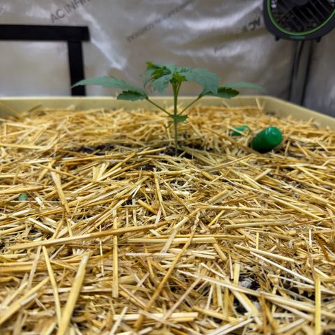 Mountain Jewels growlog photo: MJ #4