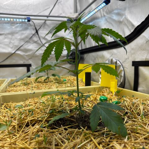 Mountain Jewels growlog photo: Update