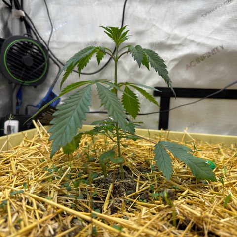Mountain Jewels growlog photo: Update