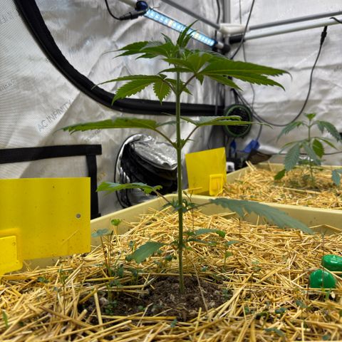 Mountain Jewels growlog photo: Update