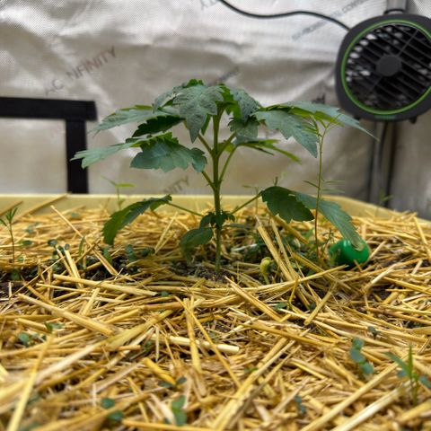 Mountain Jewels growlog photo: Update