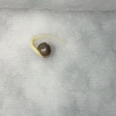 Chopped Cheese growlog timeline photo
