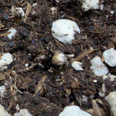 Chopped Cheese growlog photo: One day after planting the germinated seed, it broke through the soil! 
