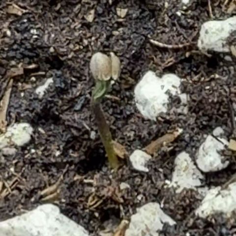 Chopped Cheese growlog photo: About to pop her shell, only 48hrs since being planted 
