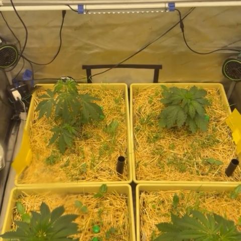 Mountain Jewels growlog photo: Light just turning on, all four doing great, top left and both bottom were topped yesterday, top right looks more squatty and much fatter fingers on the leaves