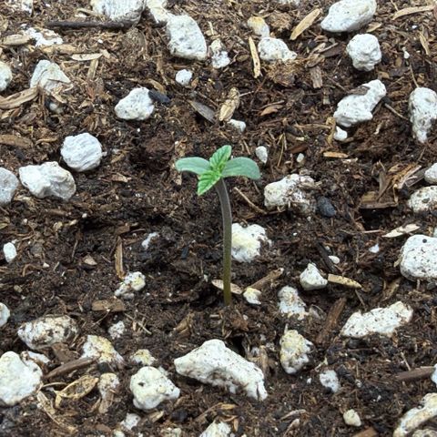 Chopped Cheese growlog photo: Popped the seed shell right off and is doing great!