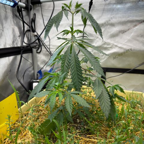 Mountain Jewels growlog photo: Update photos