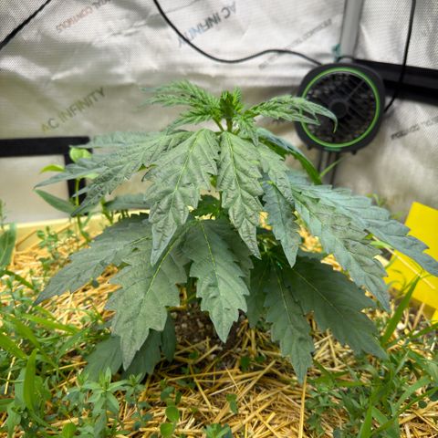 Mountain Jewels growlog photo: Update photos