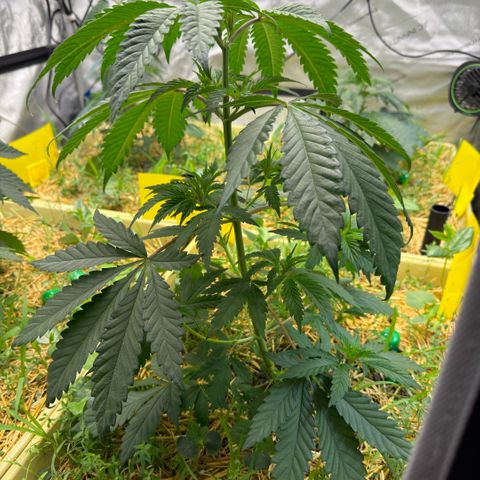 Mountain Jewels growlog photo: Update photos