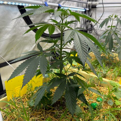 Mountain Jewels growlog photo: Update photos