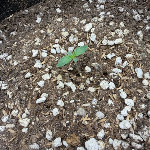 Chopped Cheese growlog photo: Update photo