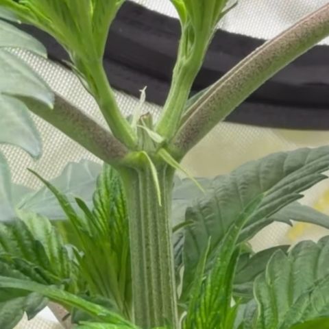 Mountain Jewels growlog photo: All threee, front two and back left showing sex, almost ready to flip