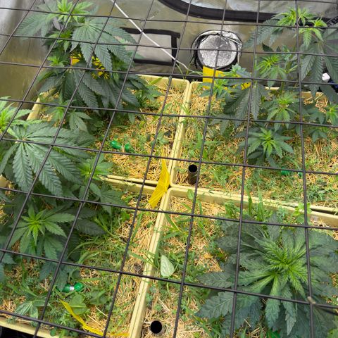 Mountain Jewels growlog photo: Set up the first trellis , the three girls are right below it won't take but a few days for them to pass through!