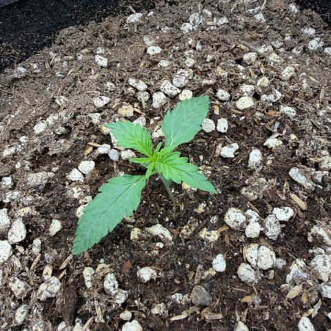 Chopped Cheese growlog photo: Update photo 