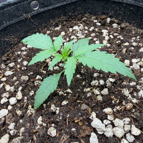 Chopped Cheese growlog photo: Update