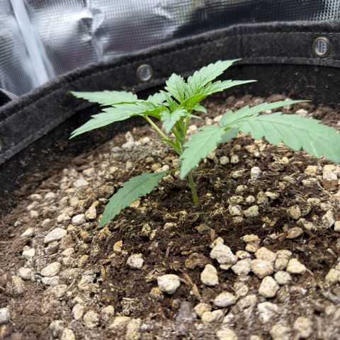 Chopped Cheese growlog photo: Update photos