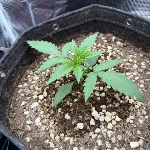 Chopped Cheese growlog photo: Update photos