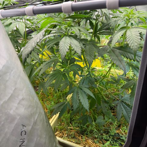 Mountain Jewels growlog photo: Update photos , day 3 flower