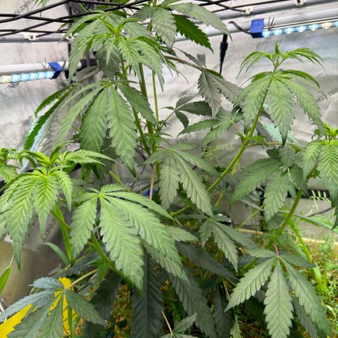 Mountain Jewels growlog photo: Update photos , day 3 flower