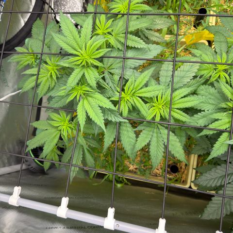 Mountain Jewels growlog photo: Update photos , day 3 flower