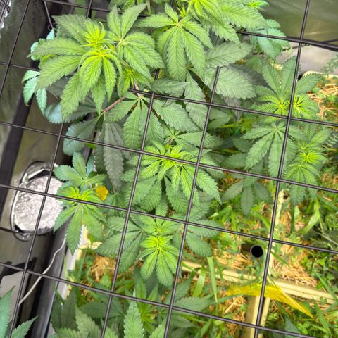 Mountain Jewels growlog photo: Update photos , day 3 flower