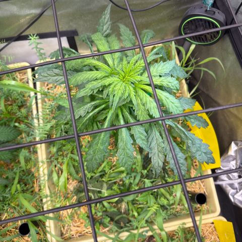 Mountain Jewels growlog photo: Update photos , day 3 flower