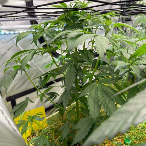 Mountain Jewels growlog photo: Update photos , day 3 flower