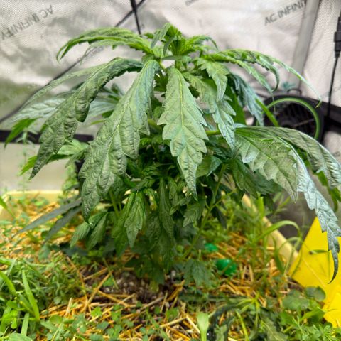 Mountain Jewels growlog photo: Update photos , day 3 flower