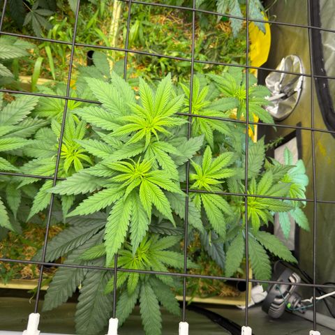 Mountain Jewels growlog photo: Update photos , day 3 flower