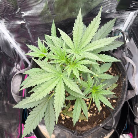 Chopped Cheese growlog photo: Update photos
