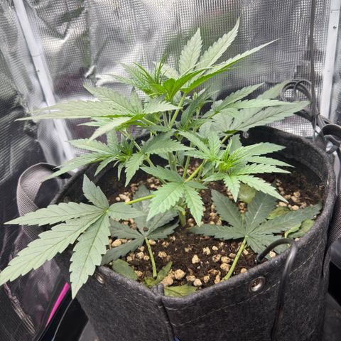Chopped Cheese growlog photo: Update photos