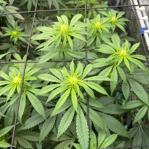 Mountain Jewels growlog photo: Update photos day 14 flower