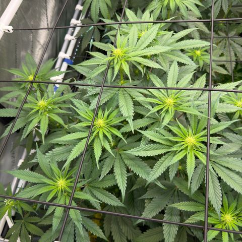 Mountain Jewels growlog photo: Update photos day 14 flower