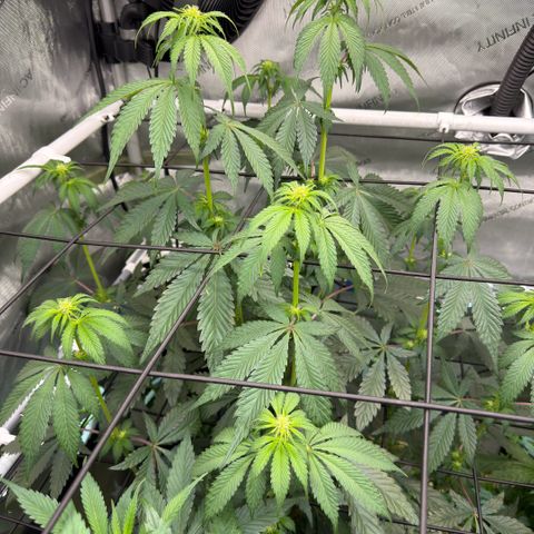 Mountain Jewels growlog photo: Update photos day 14 flower