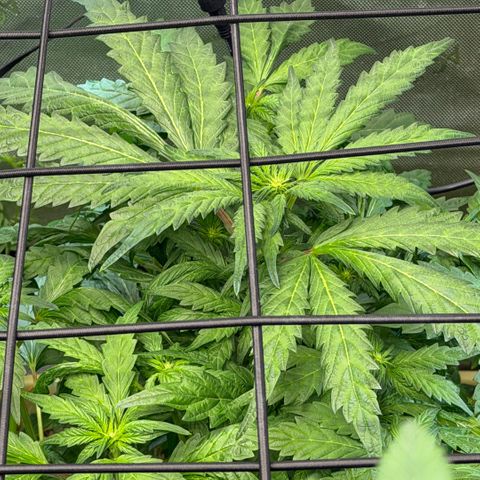 Mountain Jewels growlog photo: Update photos day 14 flower