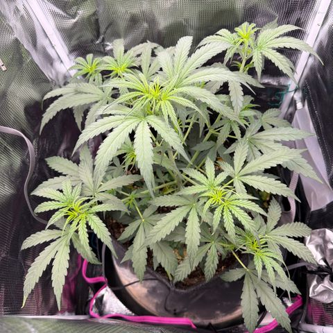 Chopped Cheese growlog photo: Update photos 