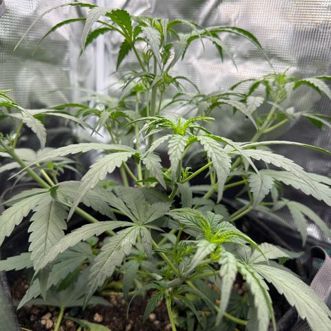 Chopped Cheese growlog photo: Update photos 