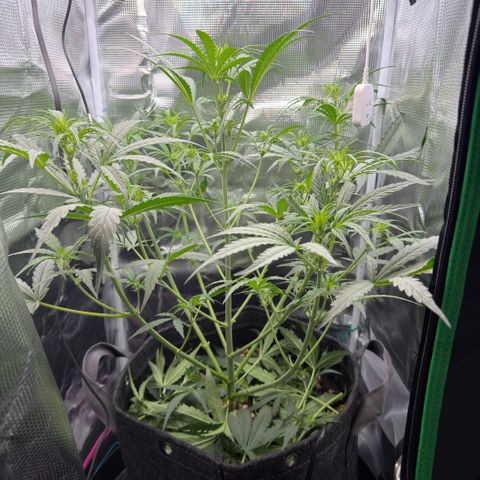 Chopped Cheese growlog photo: Update photos