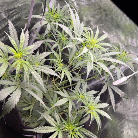 Chopped Cheese growlog photo: Update photos