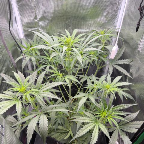 Chopped Cheese growlog photo: Update photos