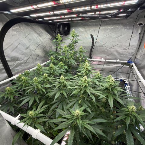 Mountain Jewels growlog photo: Update photos