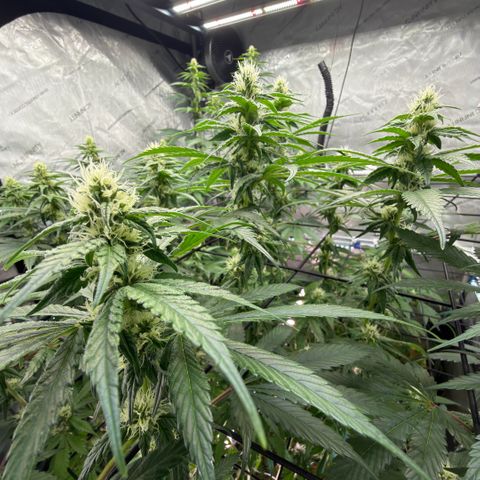 Mountain Jewels growlog photo: Update photos