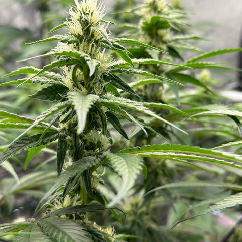 Mountain Jewels growlog photo: Update photos
